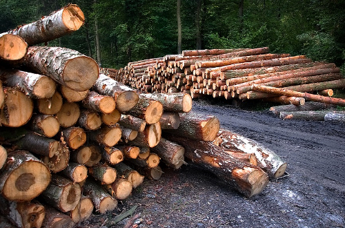 Felled tree trunks lying in the forest.